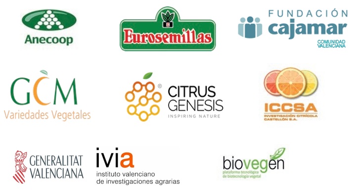 GOCITRUS se pone en marcha para ofrecer herramientas innovadoras al sector citrícola