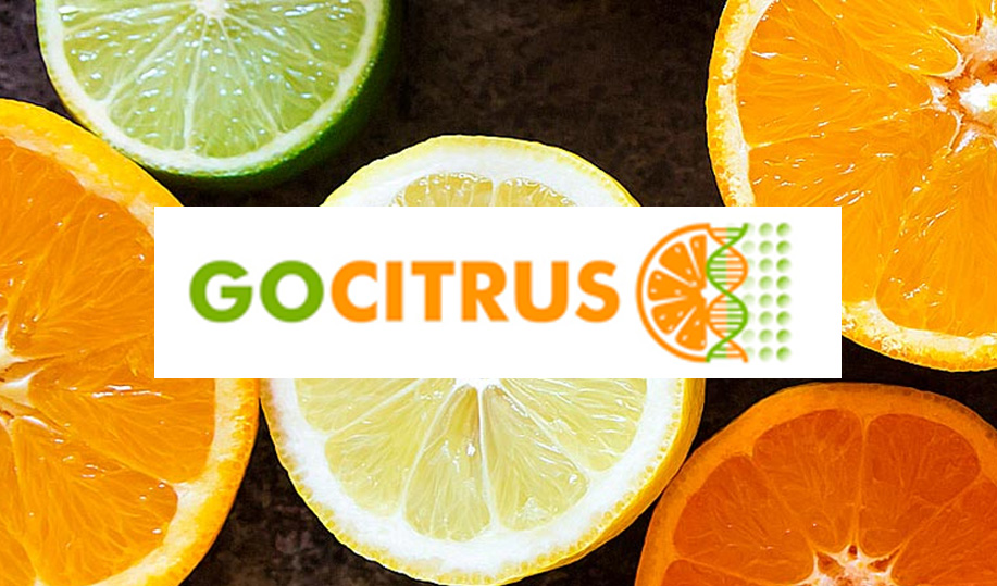 Adaptación de GOCITRUS al COVID-19