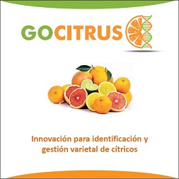 GOCITRUS continúa su andadura para aportar innovación y valor añadido al sector citrícola