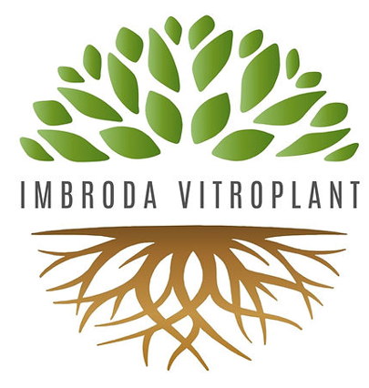 IMBRODA VITROPLANT SL