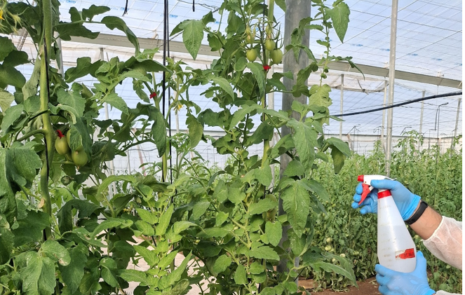 Primera aplicación de nanofertilizantes en tomate en el marco del GO BIODIF